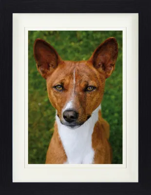 Produktbild von Hunde Gerahmtes Bild Mit Edlem Passepartout | Wand-Bilder | Im Bilderrahmen - Basenji, Kongo Terrier (40 x 30 cm)