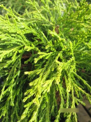 Produktbild von Fadenscheinzypresse Kaatje - Chamaecyparis pisifera Kaatje - Konifere - 25-30cm