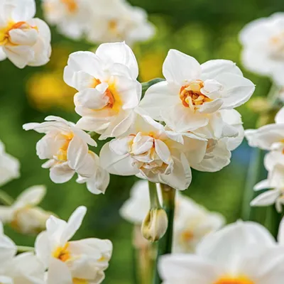 Produktbild von Narzissen Blumenzwiebeln Zwiebeln Blumen Gefüllte Narzisse Abba 5 St.