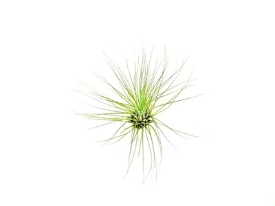 Obrázek produktu pro Gardners Tillandsia argentea (fuchsii)