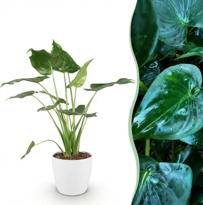 Image de Green BoutiQ - Plantes d'intérieur - Alocasia Cucullata - Main de Bouddha - Peu d'entretien - Vert - 1 plante - avec pot blanc - Pot 21 cm - Hauteur 65-70 cm