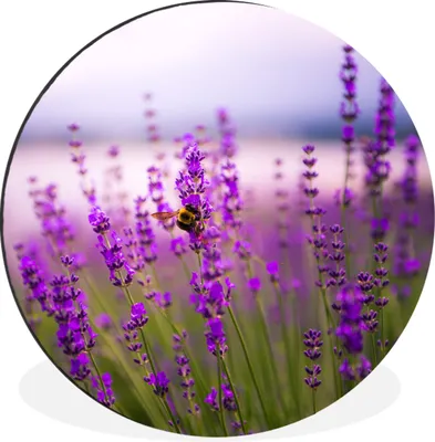 Produktbild von MuchoWow® Aluminium Wandkreis Lavendel mit Biene Ø 60 cm Wanddeko Modern Wohnzimmer - Wand Kreis - Wandbild - Schlafzimmer - Aluminium Bild - Kinderzimmer - Wohnzimmer Dekoration - Wandschmuck