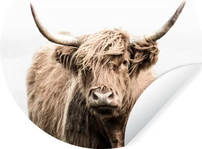Produktbild von MuchoWow® Runde Wandtattoo - Wandsticker Tapete Aufkleber Porträt Schottischer Highlander - Tiere Ø 50 cm Selbstklebend und Repositionierbar - Wandaufkleber - Kreis - Wand Kreis - Wand Bild - Foto Tapete - Selbstklebende - Wohnzimmerdekoration - Wand Dekoration - Kinderzimmer