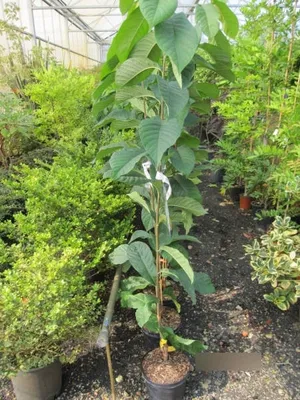 Produktbild von Asimina triloba Shenandoah Peterson Pawpaws ® - Indianerbanane Paupau 80-100cm