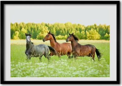 Produktbild von Bild - Bilder - Bilderrahmen - 70 cm x 50 cm - MDF-Rahmen, Wandkunst galoppierende Pferde