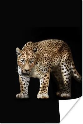 Produktbild von MuchoWow® Poster Leopard - Schwarz - Tiere 20x30 cm - Papierdruck