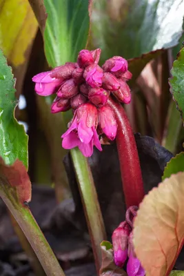 Produktbild von Bergenia cordifolia 'David', Riesensteinbrech, rosa Blüten, ca. 11x11 cm Topf