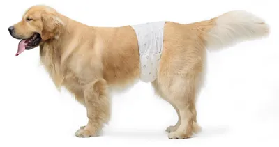 Produktbild von Amazon Basics Hundewindel für Rüden, Einwegwindeln, Größe L, Weiß, 30 Stück