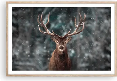 Produktbild von Gerahmtes Poster - Rahmen in heller Eiche - Hirsch Hirsch Winter - 91,5x61 cm - Wand Bild - Wanddeko - Wandbilder - Kunstposter - Wandposter - Bilderrahmen - Bilder - Kunstdruck - P2NAA91x61-4998