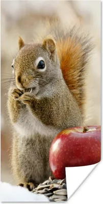 Produktbild von MuchoWow® Poster Eichhörnchen - Apfel - Blumensamen - Schnee 40x80 cm - Dekoration