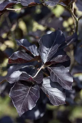 Produktbild von Fagus sylvatica 'Dawyck Purple', Rotbuche, purpurrot, 80–100 cm