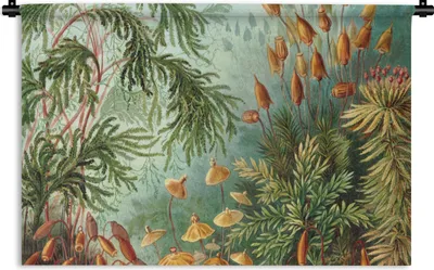 Produktbild von MuchoWow® Wandteppich Wandbehang Alte Meister - Kunst - Muscinae - Haeckel 90x60 cm Tapisserie Dekoration Wandtuch - Wandskulpturen - Bildteppich
