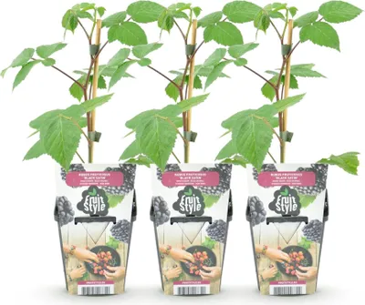 Image de Green boutiQ - Plantes fruitières - Mûre - Rubus Black Satin - Résistante au froid - 3 plants - Pot de 9 cm - Mûre noire