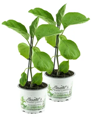 Produktbild von Enseleits 2er Set Aubergine  Pflanze (Solanum melongena)