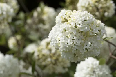 Produktbild von Viburnum 'Eskimo', Schneeball, weiß, 30–40 cm