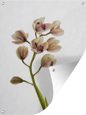 Produktbild von MuchoWow® 60x80 cm Outdoor-Poster Gartendeko Sichtschutz Garten Poster für den Garten  Die blühenden Orchideen