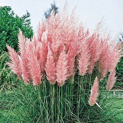 Produktbild von 1 x Cortaderia selloana ‚Rosea' 1 Liter (Ziergras/Gräser/Stauden) Rosa Pampasgras - Stauden Gänge