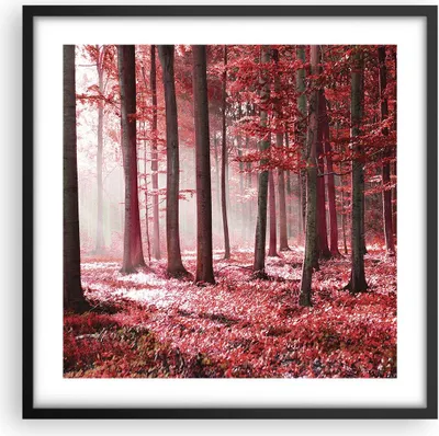 Produktbild von Gerahmtes Poster - Schwarzer Rahmen - Wald Rot Bäume - 50x50 cm - Wand Bild - Wanddeko - Wandbilder - Kunstposter - Wandposter - Bilderrahmen - Bilder - Kunstdruck - Wanddekoration - P2BAC50x50-4944
