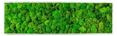 Produktbild von Gardners Wandbild aus Moos, 140x40 cm, mit Hügelmoos, weiß