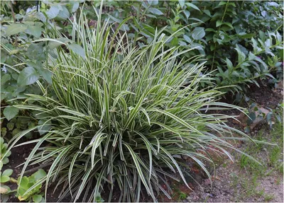 A clump of variegated ornamental grass in a garden setting.