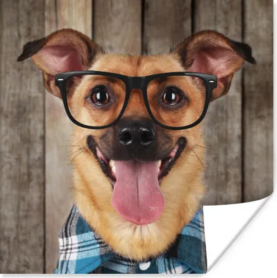 Produktbild von MuchoWow® Poster Hund - Brille - Bluse - Hipster 75x75 cm - Wand Dekoration