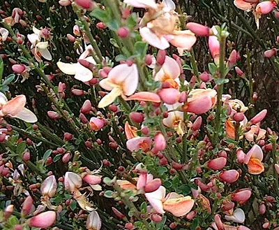 Immagine prodotto di Cytisus (p) 'Zeelandia' - Ginster Zeelandia 60-80 cm Contenitore