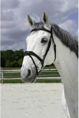Imagen del producto de Bocado trenzado NORTON PRO, disponible en dos colores, color: , tamaño: para caballos de sangre caliente