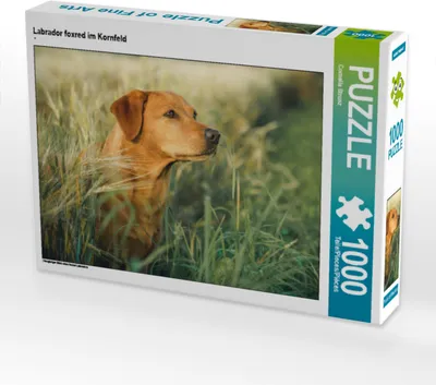 Produktbild von CALVENDO Puzzle Labrador foxred im Kornfeld | 1000 Teile Lege-Größe 64x48cm Foto-Puzzle für glückliche Stunden