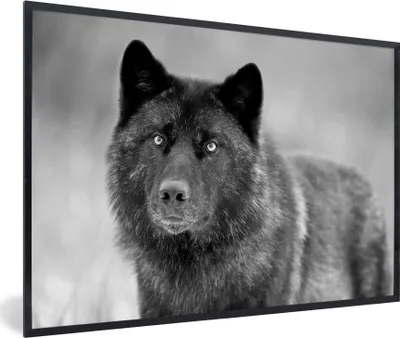 Produktbild von MuchoWow® MuchoWow® Gerahmtes Poster Schwarzer Wolf in Schwarz und Weiß 90x60 cm - Poster mit zchwarzem Bilderrahmen - Fotorahmen - Foto-Plakat