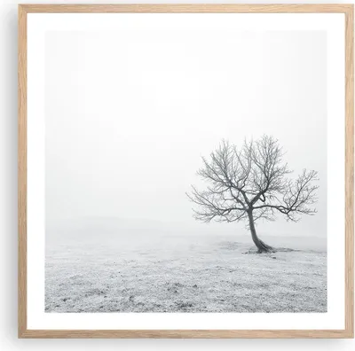 Produktbild von Gerahmtes Poster - Rahmen in heller Eiche - Baum Feld Natur - 60x60 cm - Wand Bild - Wanddeko - Wandbilder - Kunstposter - Wandposter - Bilderrahmen - Bilder - Kunstdruck - Wandbild - P2NAC60x60-3683