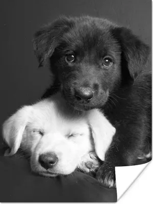 Produktbild von MuchoWow® Poster Hunde - Welpe - Schwarz - Weiß - Tiere 90x120 cm - Wohnzimmer