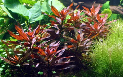 Produktbild von Aquarium Pflanze Ludwigia glandulosa AquaOne Nr.335A Wasserpflanzen Aquarium
