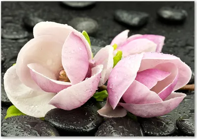 Produktbild von Tulup® Leinwandbild - 100x70 cm - Wandkunst - Drucke auf Leinwand - Leinwanddruck  - Blumen & Pflanzen - Rosa - Magnolie Zen Stein