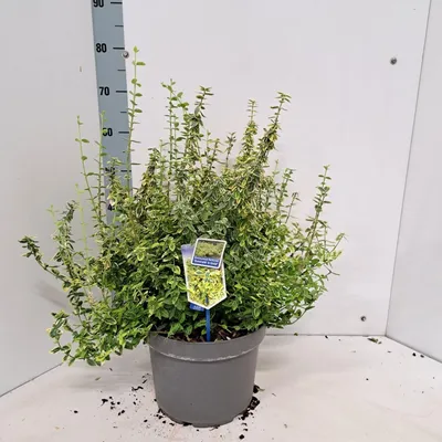 Image de Euonymus 'Emerald 'n Gold' - fusain | 40-50 cm en pot
