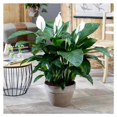 Produktbild von Spathiphyllum 'Friedenslilie' Zimmerpflanze - Innenbereich Topfpflanze in 9cm