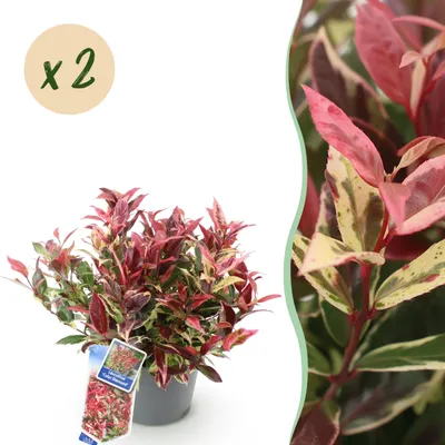 Immagine prodotto di Leucothoe Colour Diamond - Colorata - 2 piante - Sempreverde - Bassa manutenzione - 35-45cm - Ø17cm - Pianta da giardino