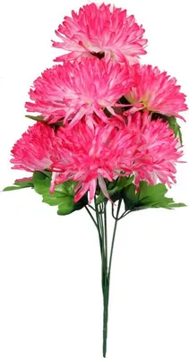 Image de Bouquet De 7 Chrysanthèmes Roses Fi 16 Cm