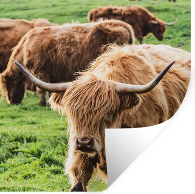 Produktbild von MuchoWow® Wandtattoo Wandsticker Wandaufkleber Schottischer Highlander - Kühe - Tiere 30x30 cm Selbstklebend und Repositionierbar - Repositionierbar - Wasser abweisend