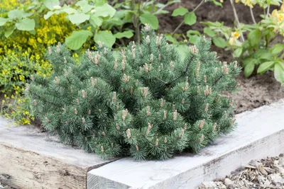 Produktbild von Pinus mugo 'Humpy', Krummholz-Kiefer, kompakt, 40 cm