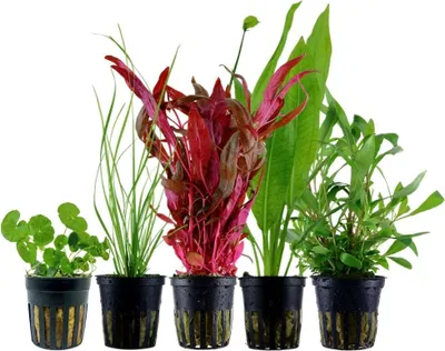 Produktbild von Pflanzen Set mit 5 Hintergrund Topf Aquarium Wasserpflanzen AquaOne Nr.119