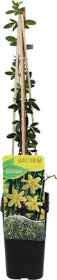 Zdjęcie produktu dla Bloomique - Jasminum Nudiflorum - Jaśmin zimowy - Żółty - Rośliny pnące - Rośliny ogrodowe - Wytrzymałe - 50-70 cm wysokości - Doniczka 15 cm