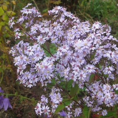 Immagine prodotto di 6 piante di Aster 'Photograph' | Vaso da 9x9 cm