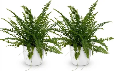 Zdjęcie produktu dla Nephrolepsis Exaltata Green Lady Paproc - zestaw 2 sztuk Roslina doniczkowa z