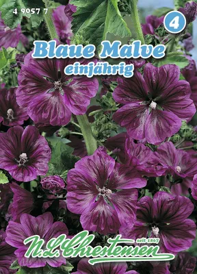 Artikelbild 1 von 'Malve blau' aus der Kategorie Malvensamen