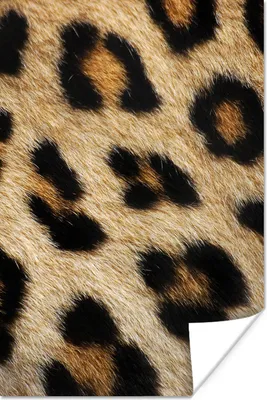 Produktbild von MuchoWow® Poster Mantel - Leopard - Tiere 40x60 cm - Plakate für die Wand - Poster Babyzimmer