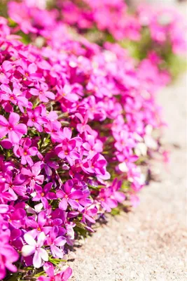 Produktbild von Phlox douglasii 'Red Admiral', Teppichphlox, rot, ca. 9x9 cm Topf