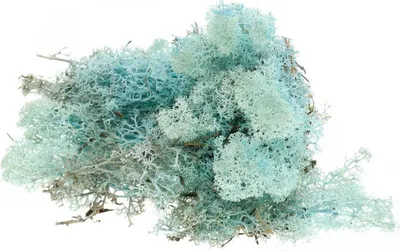 Produktbild von Deko-Moos Hellblau Aquamarin Islandmoos Rentiermoos Finnlandmoos Bastelmoos 400g