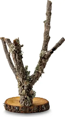 Produktbild von Terrarium-Dekoration aus Korkeiche 60cm für Kletterfläche, Unterschlupf, sicher für Tiere