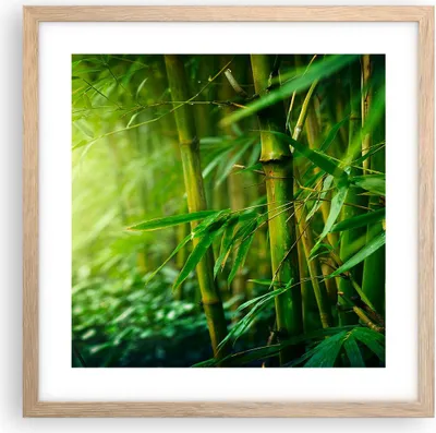 Produktbild von Gerahmtes Poster - Rahmen in heller Eiche - Bambus Pflanze - 40x40 cm - Wand Bild - Wanddeko - Wandbilder - Kunstposter - Wandposter - Bilderrahmen - Bilder - Kunstdruck - Wandbild - P2NAC40x40-3558