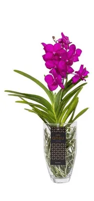 Immagine prodotto di Orchidea Vanda fiorita, di colore rosa intenso, in vaso, dimensioni extra large